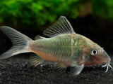 Emerald Corydora