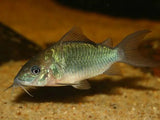 Emerald Corydora