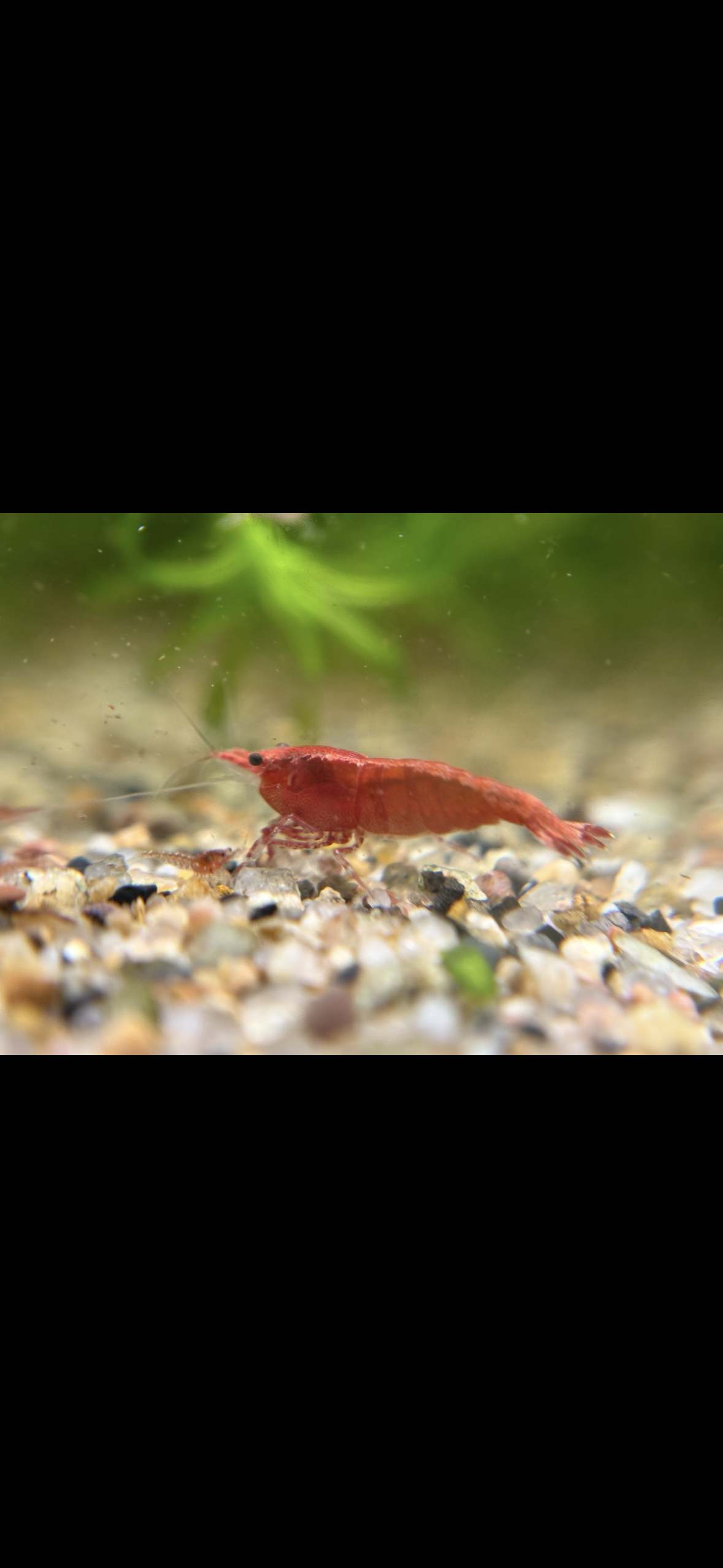 FIRE RED plus for DOA