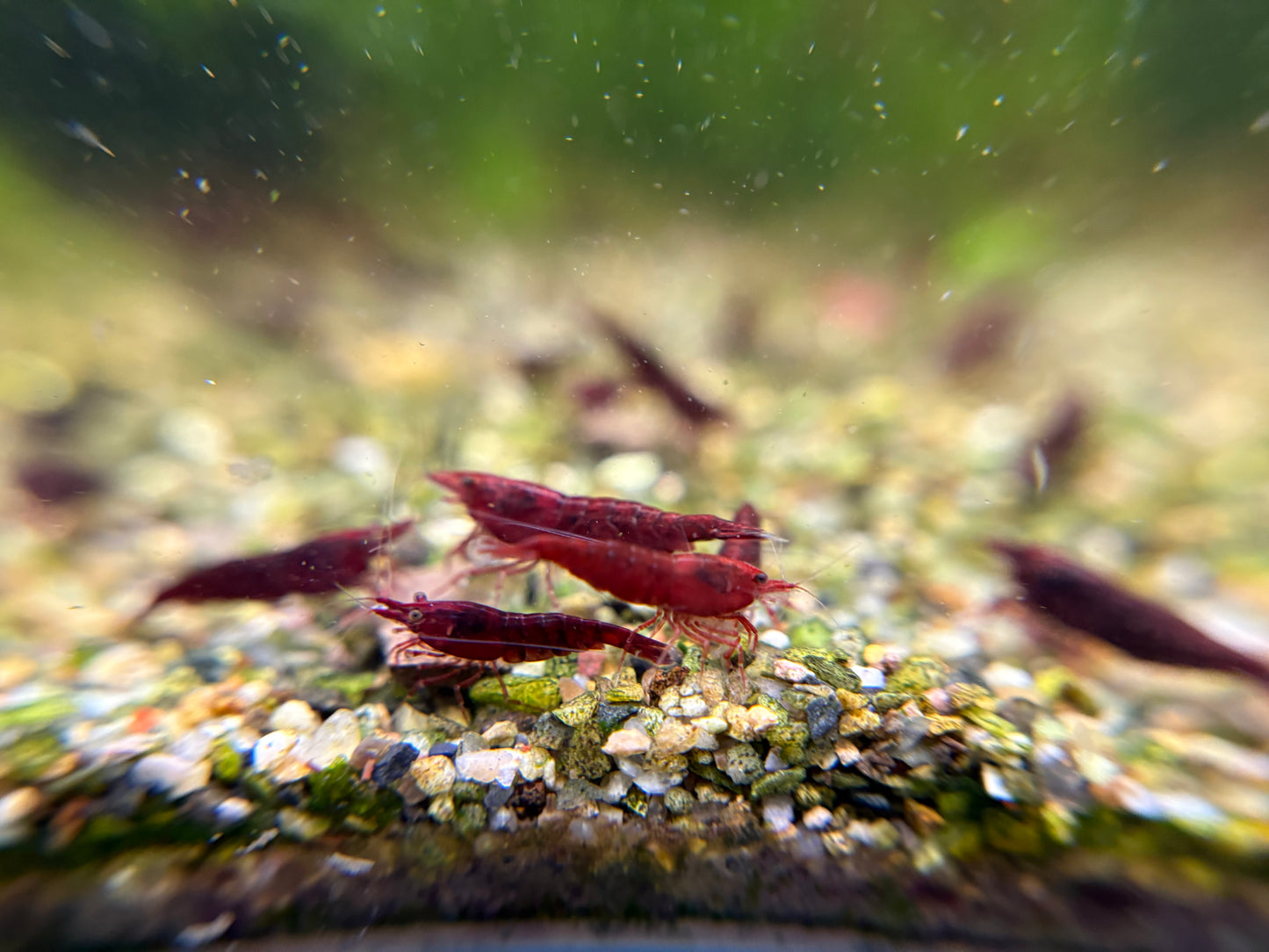 Bloody Mary plus for DOA