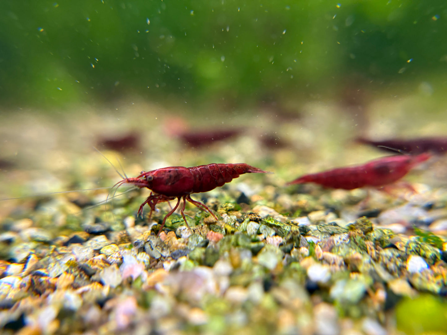 Bloody Mary plus for DOA