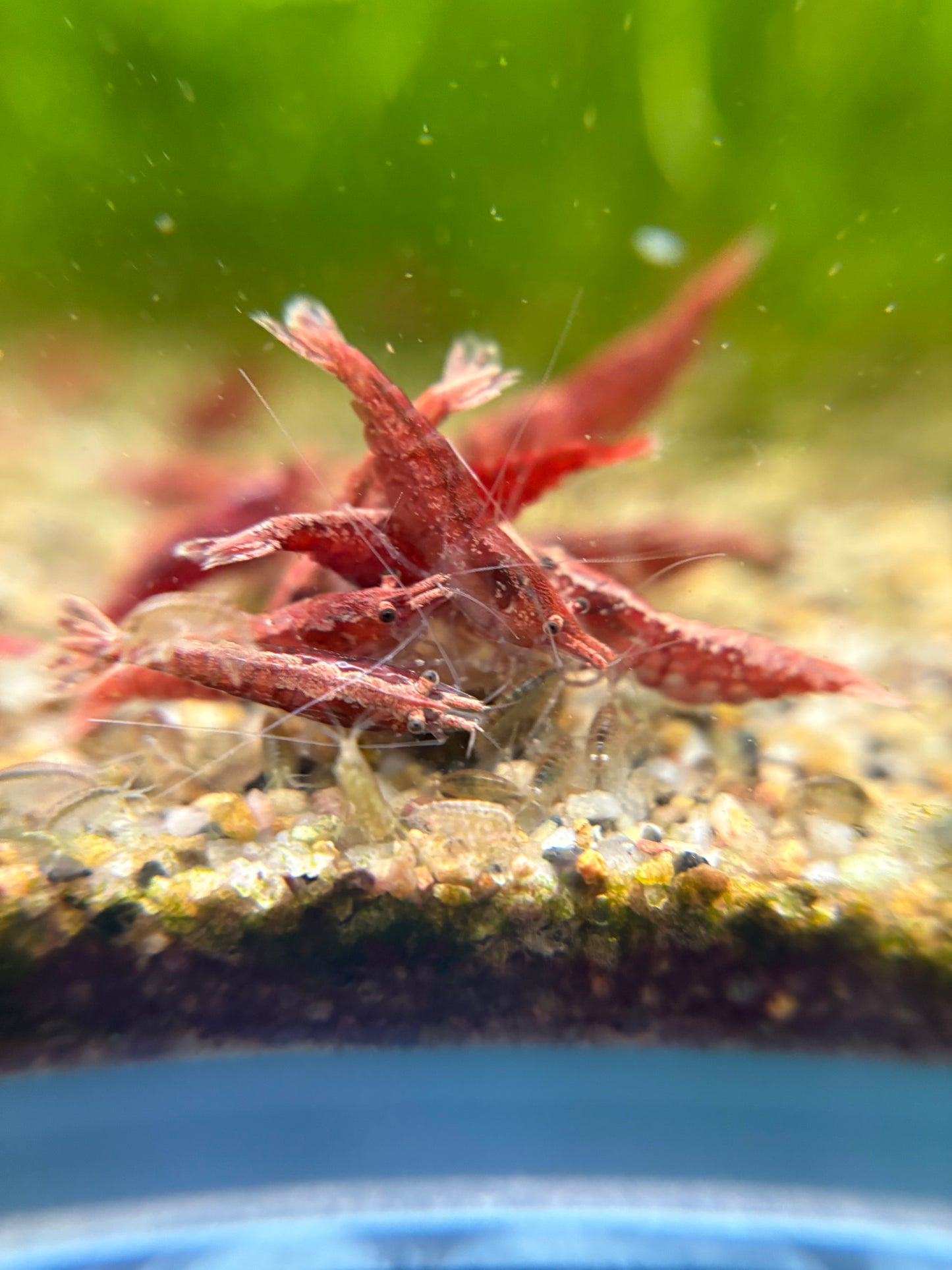 FIRE RED plus for DOA