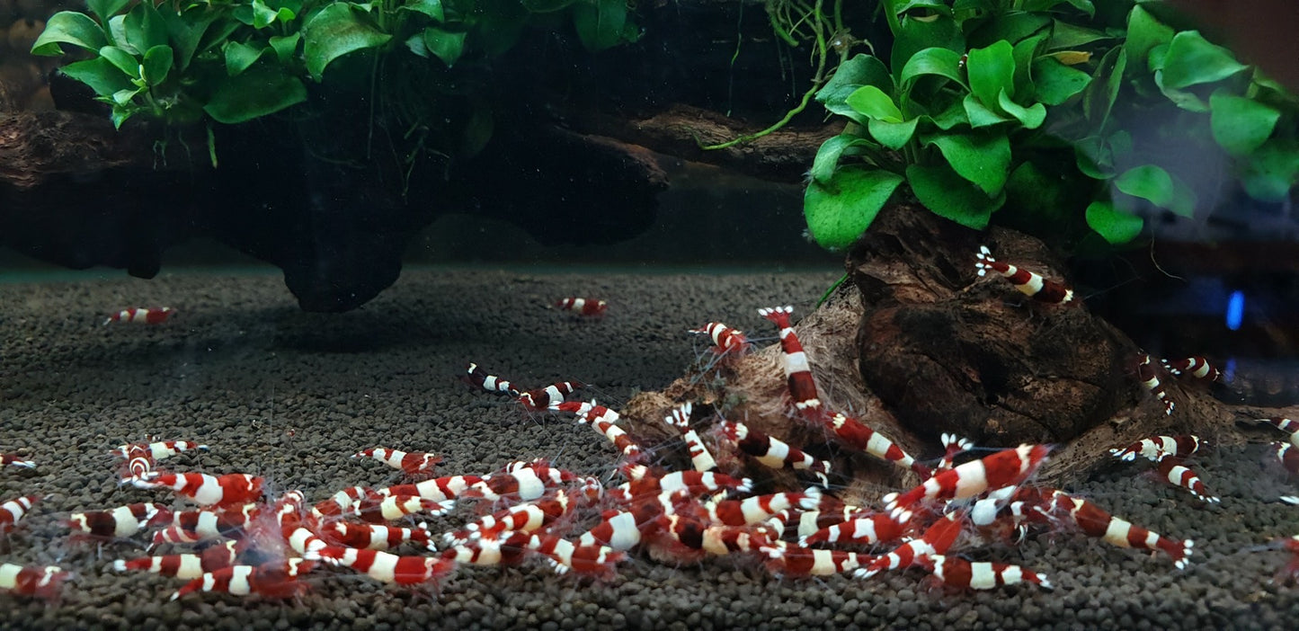 Red  King Kong. Breeder Ji Hong