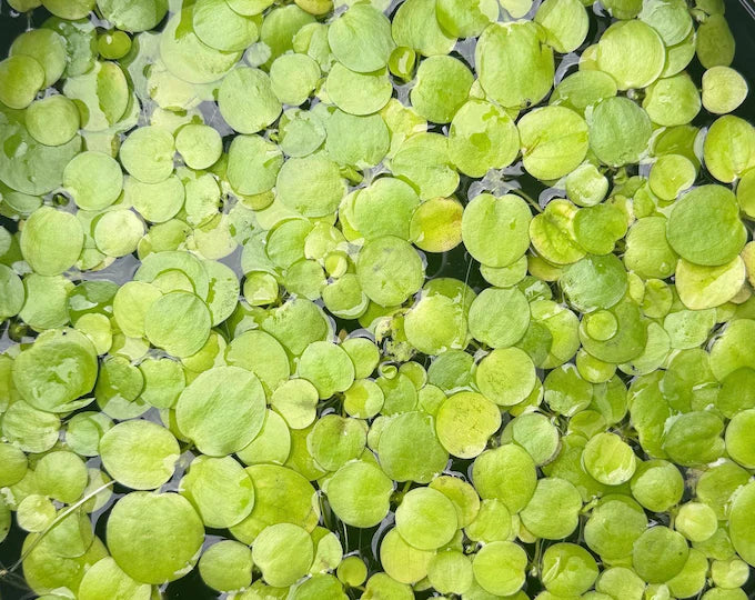 Frog bit