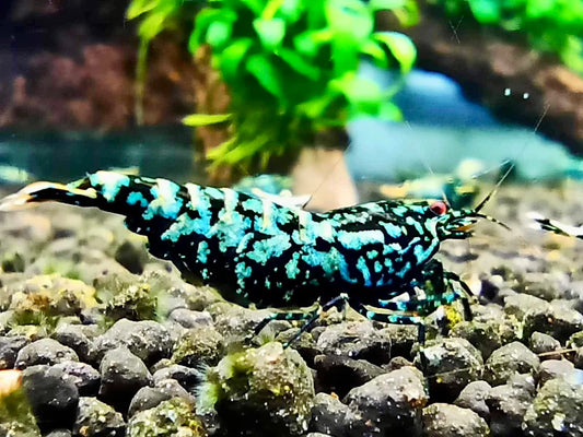 Black Diamond Breeder Ji Hong