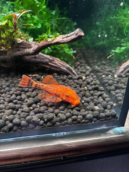 Super Red Plecostomus