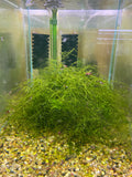 Peacock Moss