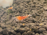 Freshwater Red Tibee (PACK OF 5+1 for DOA extra)