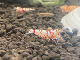 Red Fancy Tiger Shrimp A/S  (PACK OF 5+1 for DOA extra)
