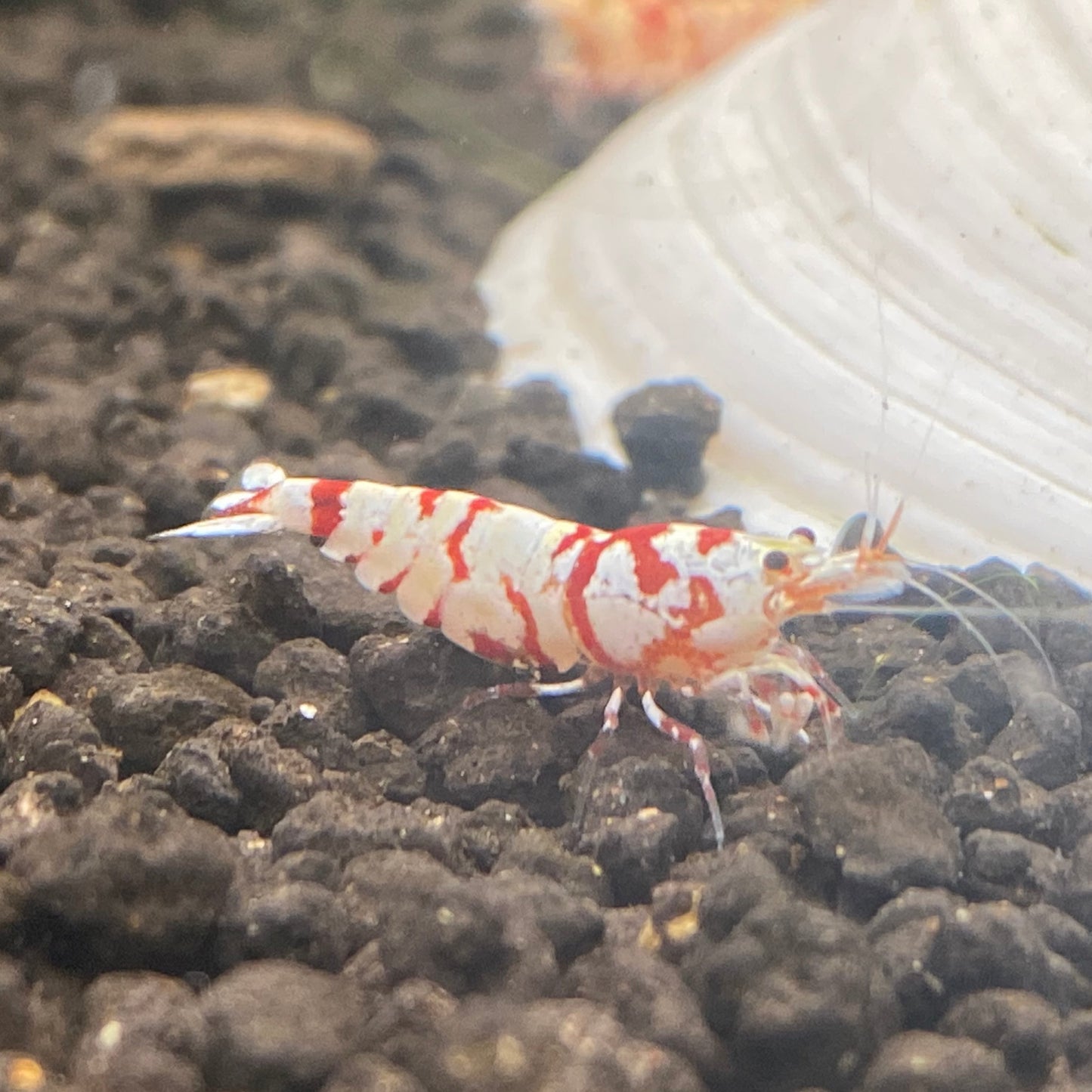RED FANCY TIGER