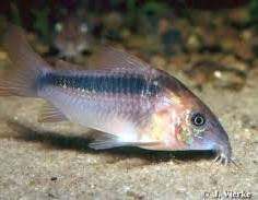 Corydora Rabaulti