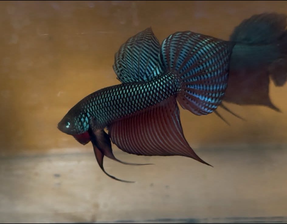 Green Sparagdina Guitar wild betta  male