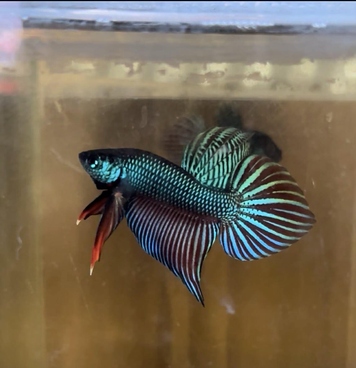 Green Sparagdina wild betta  male (Copy)