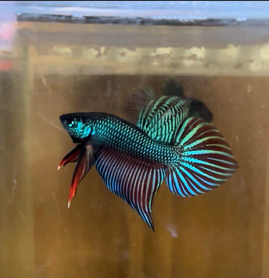 Green Sparagdina wild betta  male