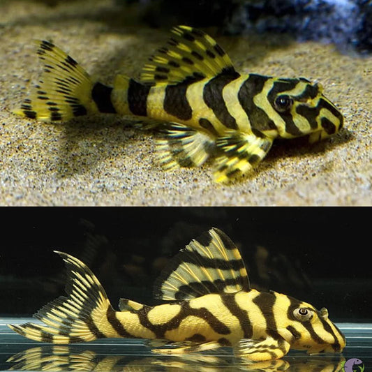 L134 Pleco