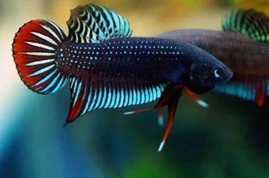 Siam orientalis male and female