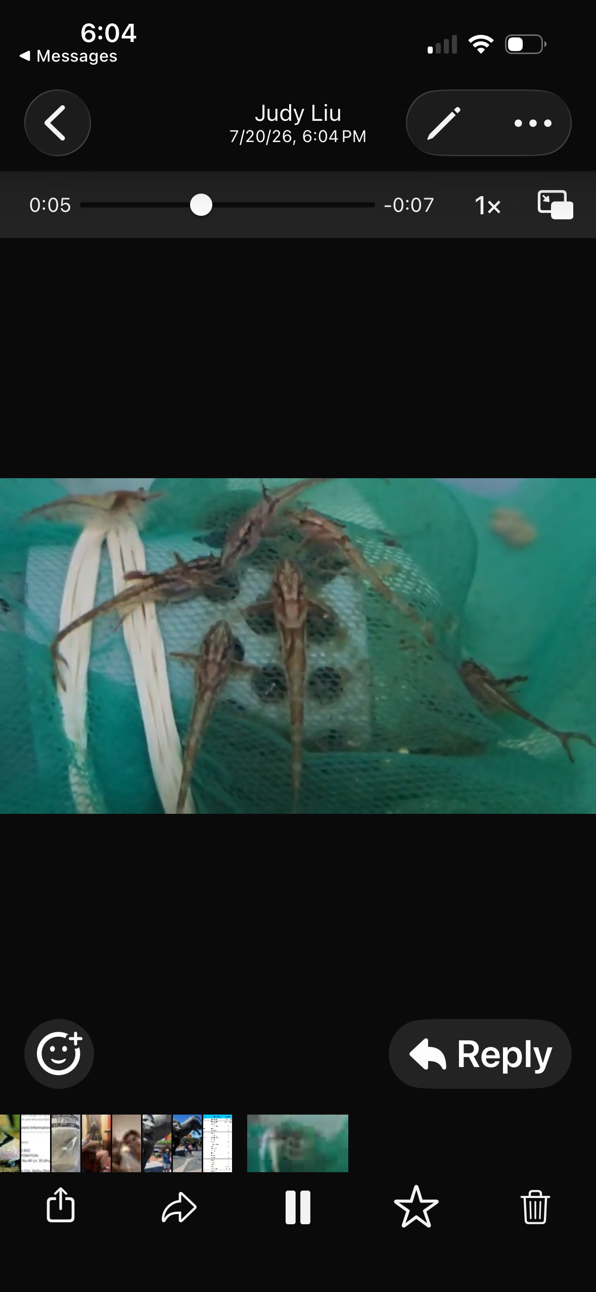 Red Whiptail Catfish