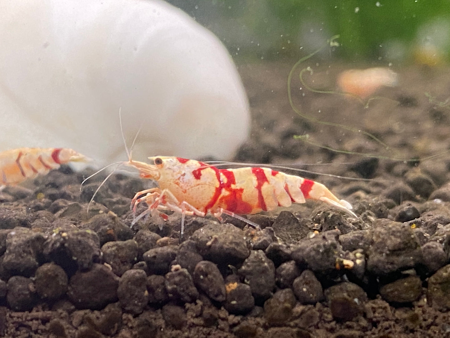 RED FANCY TIGER