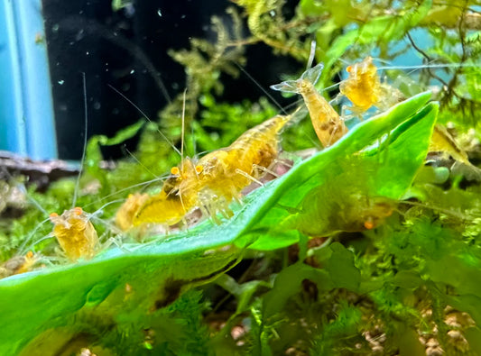 Orange Eye Yellow King Kong