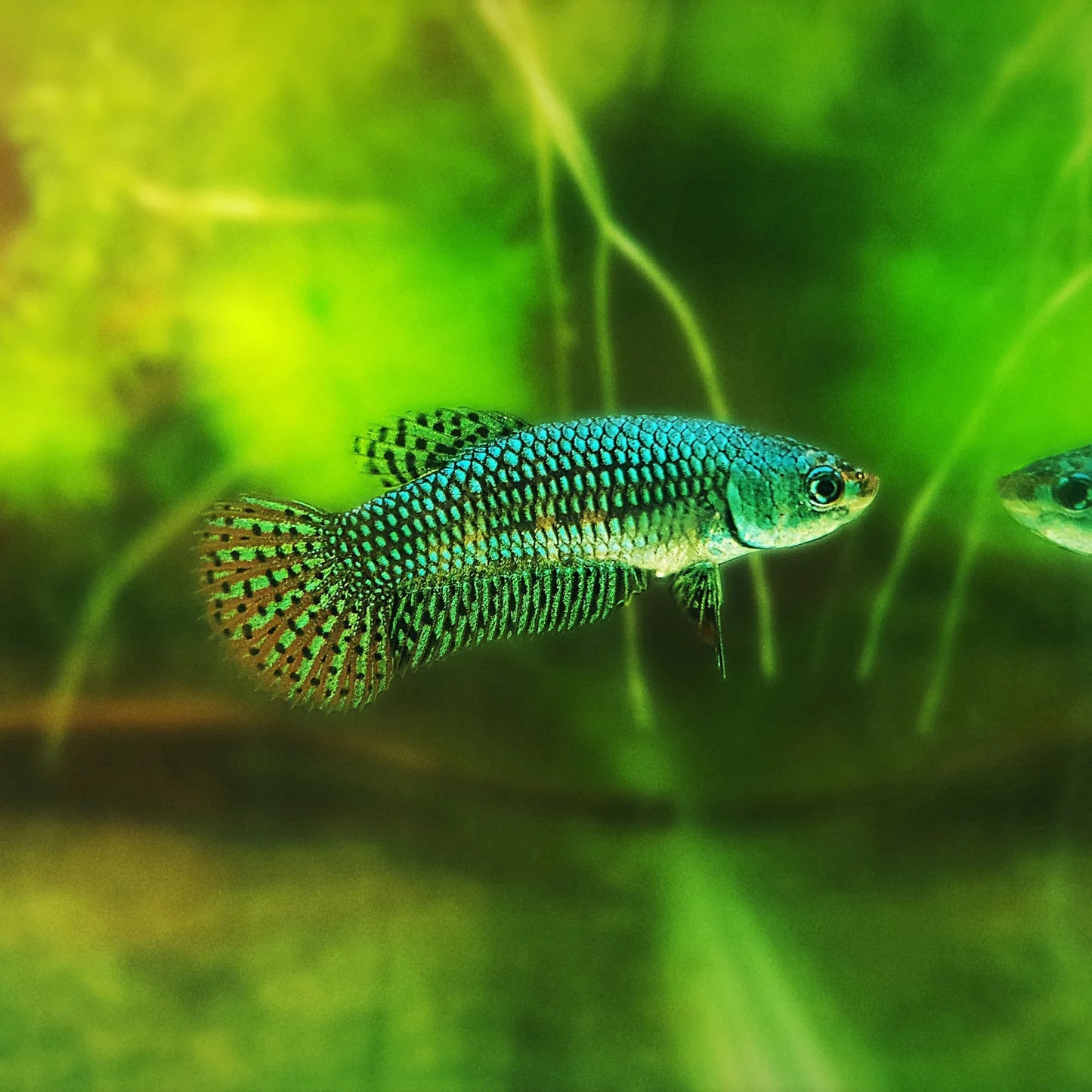 Wild Betta female Alien. Green, Blue, and Turquoise