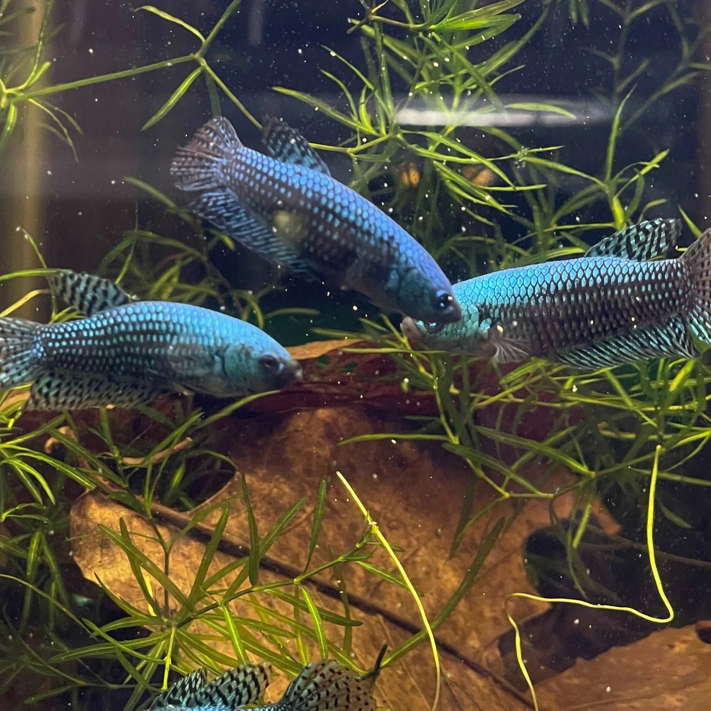 Wild Betta female Alien. Green, Blue, and Turquoise