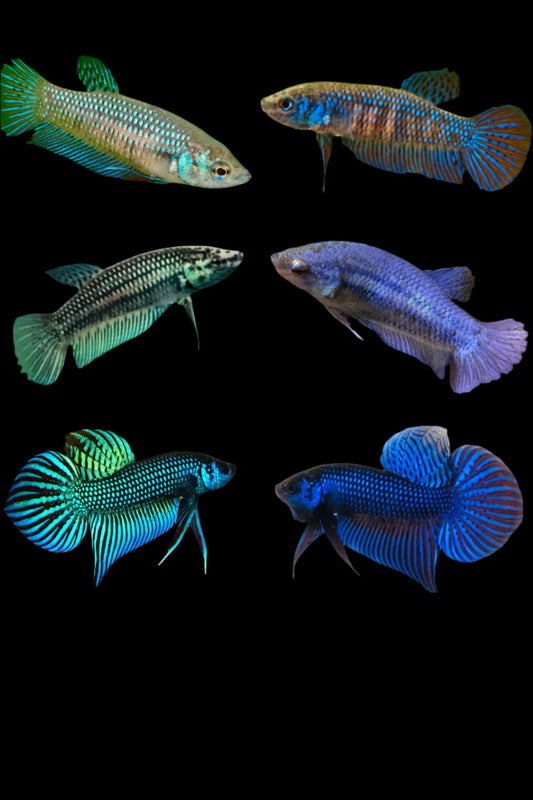 Wild Betta female Mahachai