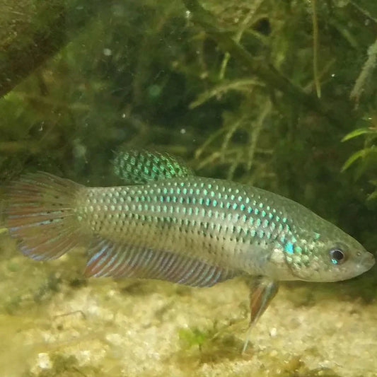 Wild Betta female Smaragdina