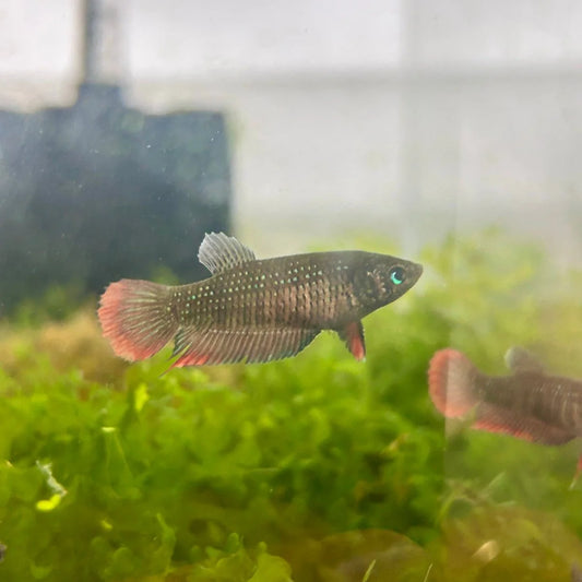 Wild Betta female Imbellis