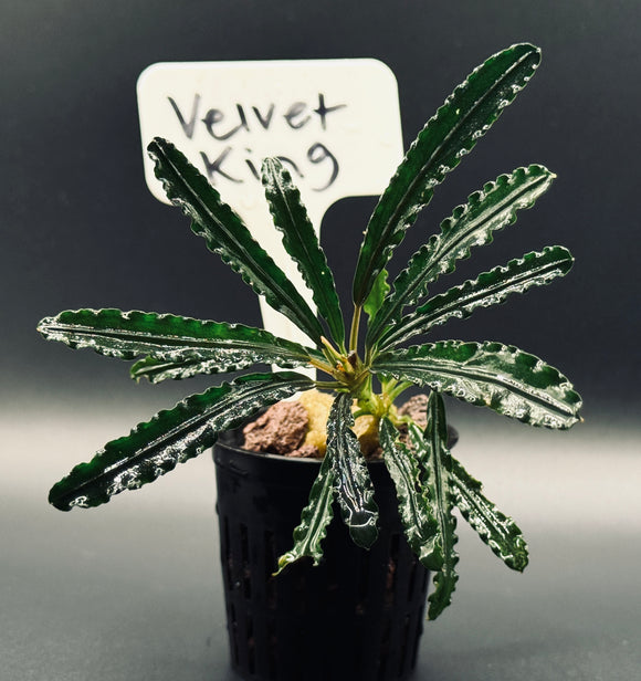 Bucephanlandra Velvet King