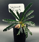 Bucephanlandra Velvet King