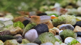 Freshwater Orange Rili plus for DOA