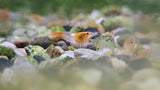 Freshwater Orange Rili plus for DOA