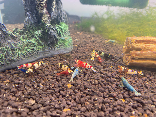 Caridina adult mixed gene (MALES) (pack of 20+2)