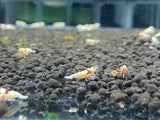 PRL/Pure Red Line Shrimp Grade SS Mosura (PACK OF 5+1 for DOA extra)