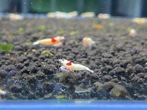PRL/Pure Red Line Shrimp Grade SS Mosura (PACK OF 5+1 for DOA extra)