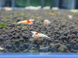 PRL/Pure Red Line Shrimp Grade SS Mosura (PACK OF 5+1 for DOA extra)