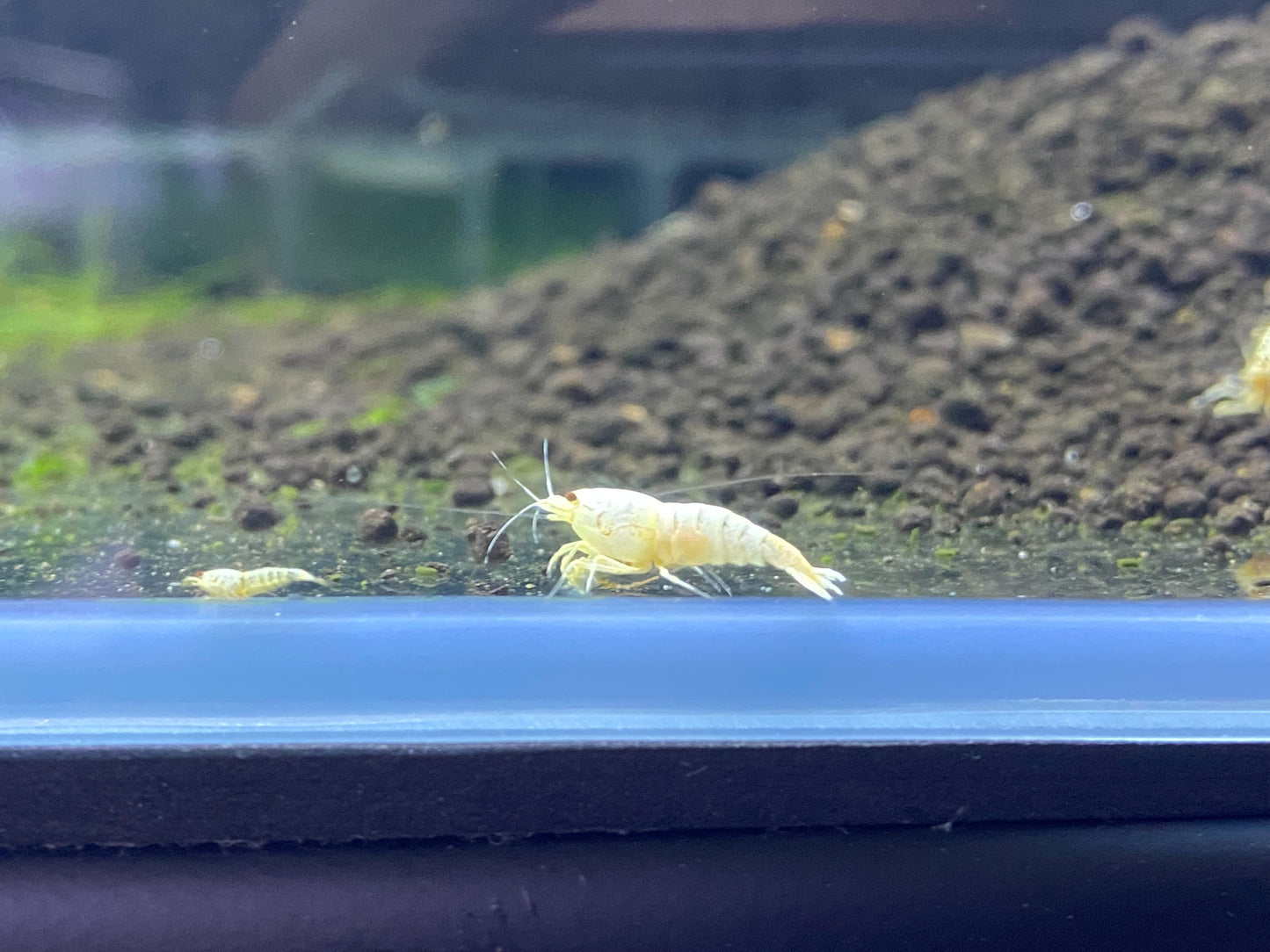 Snow White Bee plus for DOA