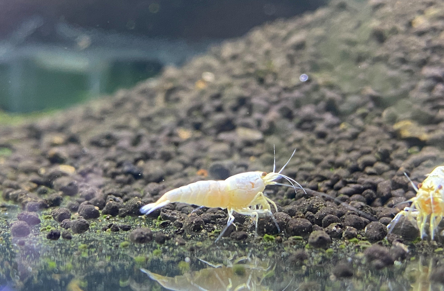 SNOW WHITE SHRIMP