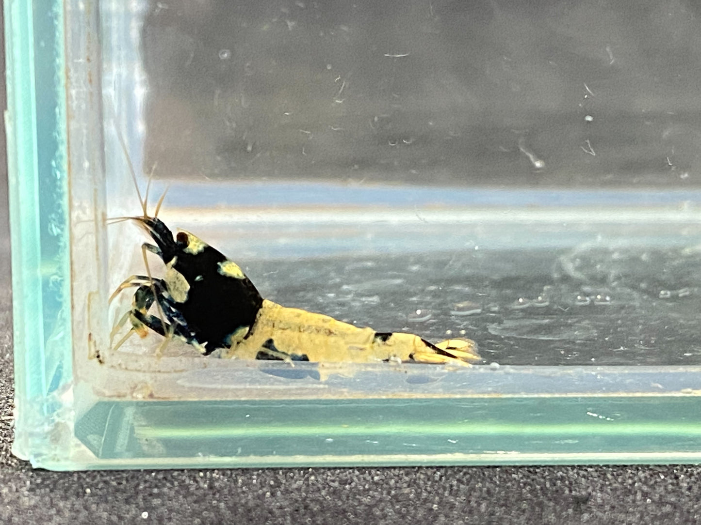 Black Pinto plus for DOA