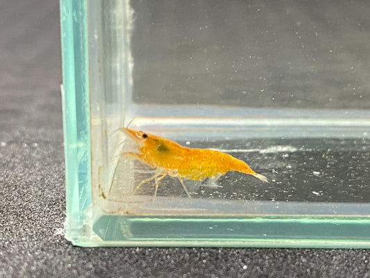 Sunkist/ Orange plus for DOA