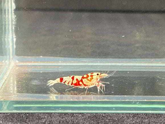 Red Fancy Tiger Shrimp A/S  (PACK OF 5+1 for DOA extra)