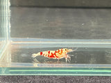 Freshwater Red Fancy Tiger A/S  plus for DOA