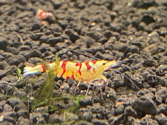 Red Tibee (PACK OF 5+1 for DOA extra)
