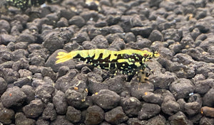 BLACK GALAXY FISHBONE SHRIMP A/S (PACK OF 5+1 for DOA extra)