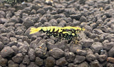 Ornamental Freshwater BLACK GALAXY FISHBONE A/S plus for DOA