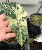 (UG-57)Root in moss 3+ leaves - Alocasia 'Amazonica' Variegated Rare Plant- Get Similar to the picture