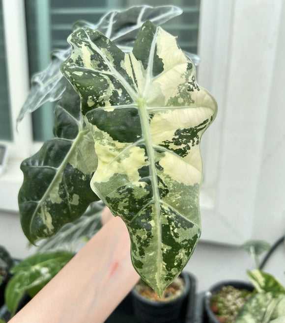 (UG-57)Root in moss 3+ leaves - Alocasia 'Amazonica' Variegated Rare Plant- Get Similar to the picture
