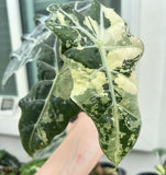 (UG-57)Root in moss 3+ leaves - Alocasia 'Amazonica' Variegated Rare Plant- Get Similar to the picture