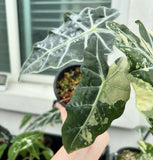 (UG-57)Root in moss 3+ leaves - Alocasia 'Amazonica' Variegated Rare Plant- Get Similar to the picture
