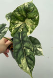 (UG-60)Root in moss 4+ leaves - Alocasia 'Dragon Scale' Variegated Rare Plant- Get Similar to the picture